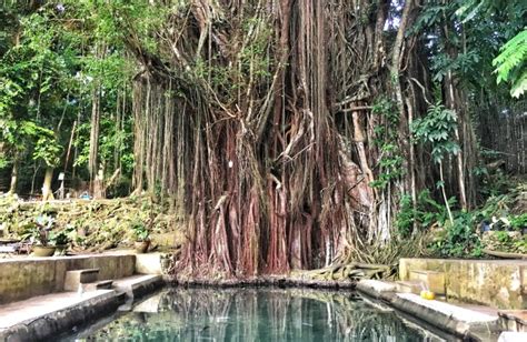  Balete Tree Beneath a Stormy Sky: A Canvas Bursting With Drama and Spiritual Resonance